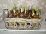 Rietenmand met 6 glaasjes
